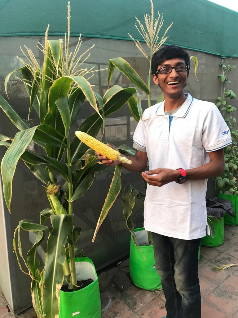 Growing Sweet Corn in Hydroponics
